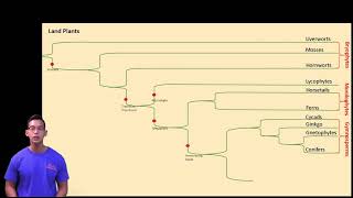 Phylogenies and Land Plants [upl. by Borchers]