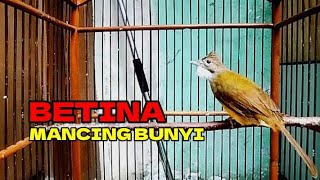 Suara Cucak jenggot betina Besetan  Untuk pancingan [upl. by Mowbray]