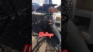 Walleye dont forget to subscribe walleye walleyefishing lakeerie [upl. by Ruomyes]