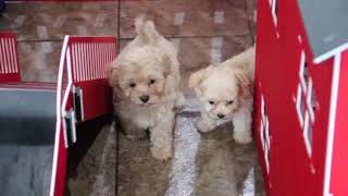 Maltipoo Puppies Playing SD 480p [upl. by Estel]