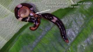 Predatory Flatworm Hunting Snails [upl. by Ahsiner362]