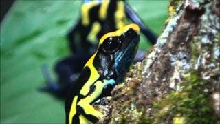 Dendrobates tinctorius Cuvier 1797 HD  Dendrobate à tapirer  Parc Zoologique de Paris  042014 [upl. by Ecyak418]