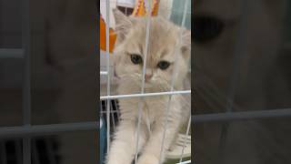 2 month old kitten cat desperately meowing [upl. by Idette]