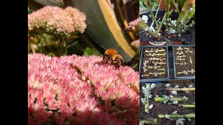 Propagating sedums Hylotelephium [upl. by Ateuqirne544]