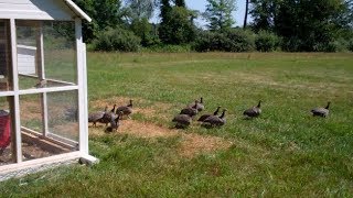 Freeranging the guineafowl on our suburban farm  Ep 44 [upl. by Osnohpla]