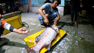 KAKEK USIA 60 TAHUN STRIKE IKAN BARRAMUNDI 15KG CUMA PAKE JORAN KECIL [upl. by Lindsy724]