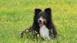 Managing Barking in Shetland Sheepdogs [upl. by Merdith]