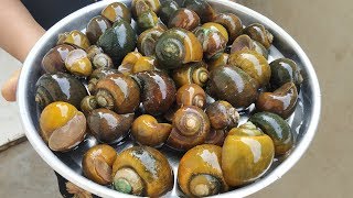 Awesome Recipe  Snails  Indian Live Snails Masala Curry  Cooking amp Cleaning Snails Village Style [upl. by Michelina]