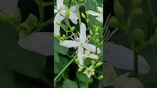 Southern Flowers Honeysuckle [upl. by Jon581]