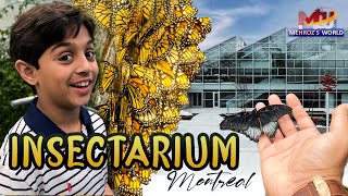 Discover the Fascinating World of Insects at the Insectarium Montreal l discovernature [upl. by Bremer]