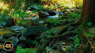 Relaxing River Sounds  Peaceful Forest River  3 Hours Long  4K  Nature Video [upl. by Huber]