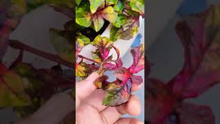 Cyathula variegated plant  Pink leaves plant  Colorful leaf plant  Best outdoor plant  shorts [upl. by Neerihs]