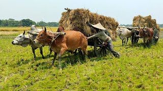 Farmers are busy picking up paddy with cows  Village Agriculture [upl. by Belmonte]