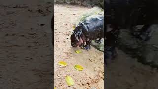 Baby Hippo running [upl. by Gayl539]