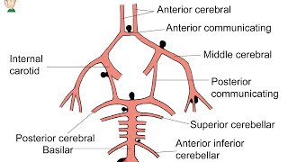 Como é a vascularização do encéfalo Neuroanatomia Funcional Básica [upl. by Aerdnas]