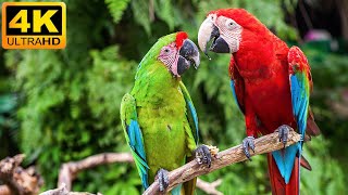 Our Planet  Macaw Parrots 4K  Relaxing Music With Colorful Birds In The Rainforest [upl. by Consuelo]