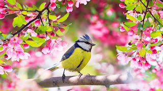 Relaxing Sleep Music Deep Meditation Music Bird sounds  quotSoothing Sounds of Naturequot Tim Janis [upl. by Nairdna]