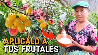 MANTEN los arboles FRUTALES en Maceta CARGADOS siempre con FRUTOS Y FLORECIDOS  como podar FRUTALES [upl. by Haliak]