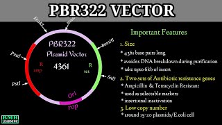 pBR322 Plasmid Vectors  Cloning Vectors  What Is A Plasmid [upl. by Adirahs648]