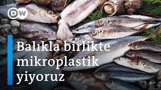 Gıda güvenliği 1 Yediğimiz balıkların yarısında mikroplastik var  DW Türkçe [upl. by Elletse]