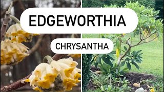 Edgeworthia Chrysantha Plant Review [upl. by Karsten]