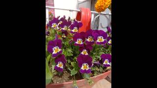 Pansy flower plant🌸🌱trending gardenflowers shortsviral shorts flowers viralshorts [upl. by Hameerak512]