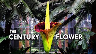 Corpse Flower The Tallest Flower In The World [upl. by Park]