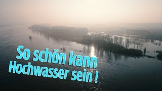 Kölner Hochwasser Rhein zeigt sich von seiner schönen Seite [upl. by Attenna]