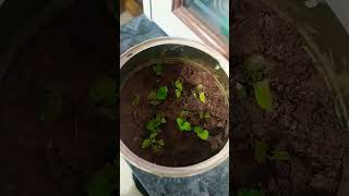 Drawing project plant germination झाडे लावा झाडे जगवा [upl. by Carlie15]