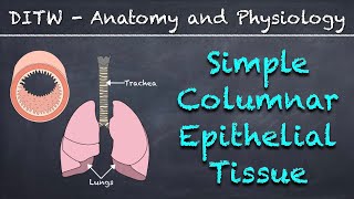 DITW  Simple Columnar Epithelial Tissue [upl. by Carol-Jean]