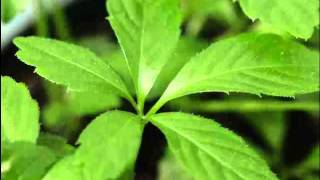 Jiaogulan Herb Benefits [upl. by Papagena]