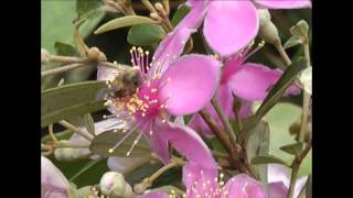 Beekeeping in Vietnam [upl. by Hgielrebmik]