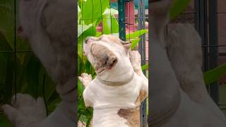 Stuck On The Fence funnydog nevergiveup mileycyrus short [upl. by Poland]