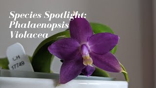 Species Spotlight Saturday  Phalaenopsis Violacea var Indigo  Fragrant Phal Summer Bloomer [upl. by Osrit]