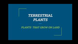 Terrestrial Plants [upl. by Shel]