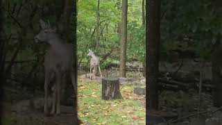 The REAL Reason Deer are Taking Over Our Backyard Feeder [upl. by Nueormahc]