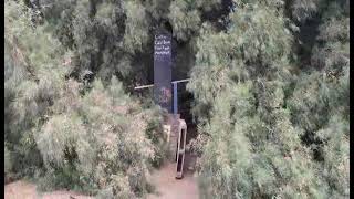 BeeSide Magic Rare look at windy day under Salt Cedar Tamarisk Tree Slab City California 2024 [upl. by Zingale]