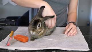 How to Groom Your Rex Rabbits during Shedding Season [upl. by Halona]