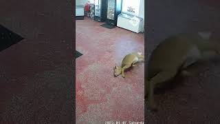 Young deer smashes through glass window of butchers shop [upl. by Ytok]