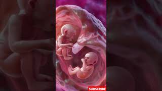 Incredible Footage of Twins Developing in the Womb [upl. by Imac27]