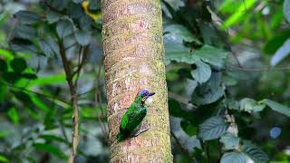 A Redcrowned Barbet  Dairy farm Singapore [upl. by Ailehc]