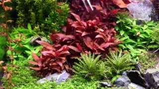 How to grow  Alternanthera Reineckii [upl. by Aihsek]