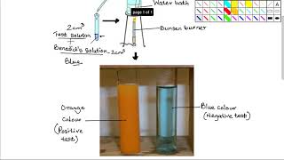 Food TestReducing Sugars [upl. by Akinirt]