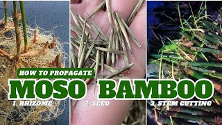 3 Easy Ways to Propagate Moso Bamboo Unlocking the Secrets of Moso Bamboo [upl. by Gayler]