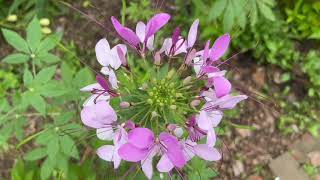 Spider Flowers Cleome hassleriana Plant Profile [upl. by Leeth]