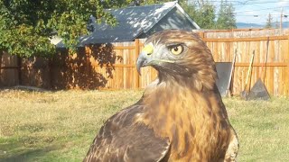 Falconry Apprentice Training Aslan the RedTailed Hawk [upl. by Yawnoc]