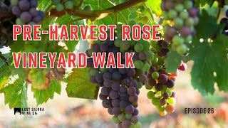 Episode 26 PreHarvest Rose Vineyard Walk [upl. by Alihs720]