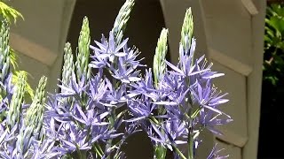 Camassia leichtlinii Blue Donau  FarmerGracycouk [upl. by Notled]