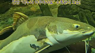 단양 quot다누리 아쿠아리움quot의 모습 The look of the quotDanuri Aquariumquot in Danyang Korea [upl. by Lane458]