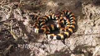 Spotted harlequin snake Homoroselaps lacteus [upl. by Nyladnor]